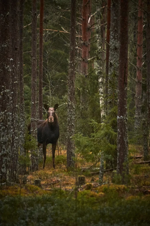Miljöbild: jakt i skogen